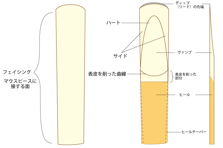 サックスリードの構造の各名称