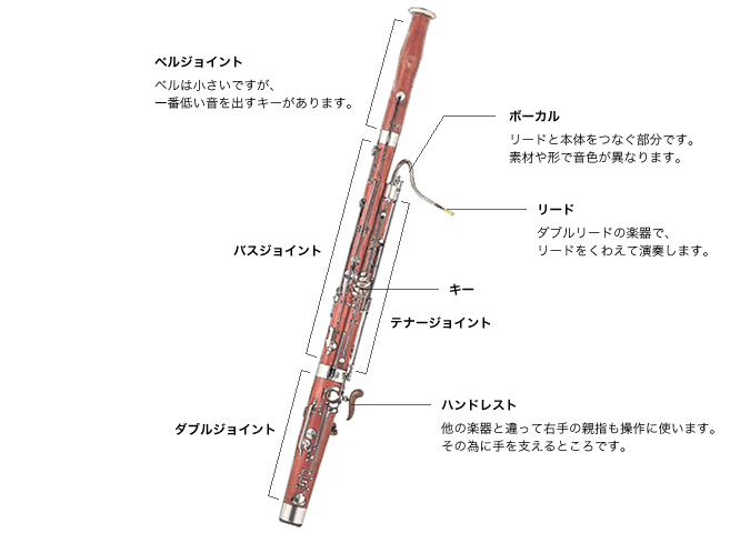 ファゴットの構造を示した図。ジョイント、ベル、リードなどの主要パーツが含まれています。